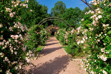 trail footpath with an arch for climbing roses with flowering, a rose garden in the botanical garden on a sunny summer day.