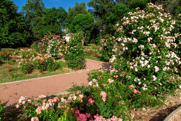 rose garden with blooming roses and a garden path on a sunny summer day.