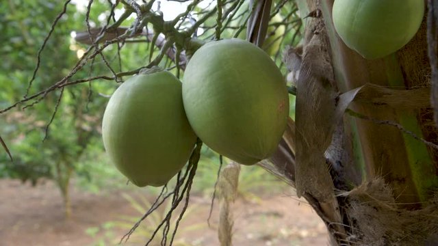 Land full of Palm Trees with Green Coconut Fruits in Pando / Bolivia
