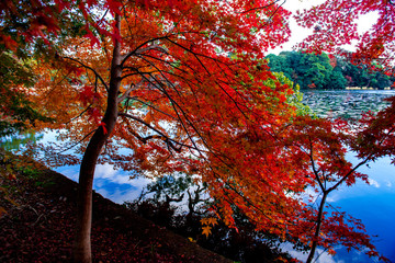 薦神社の紅葉