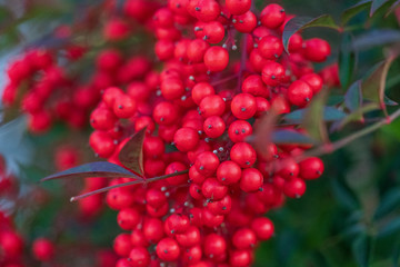 Nandina domestica (nandina, heavenly bamboo or sacred bamboo)