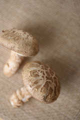 Close up of fresh shiitake mushroom on brown background
