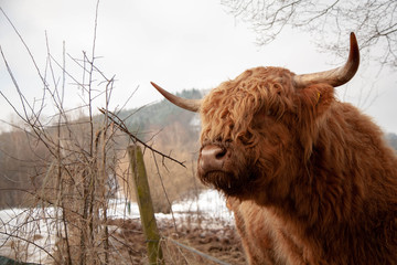 bonita paisagem de animais na neve