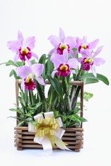 Pink and violet orchid Cattleya on white background