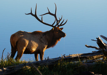 A large bull elk stands by the lake in the late afternoon sun with water dripping from his mouth.