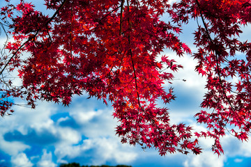 薦神社の紅葉