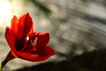 red rose with water drops of dew on black background, natural flowers