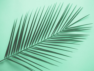 Coconut leaf on mint color background.