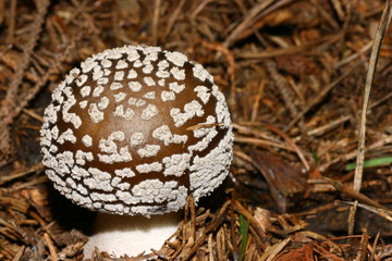 Brown mushroom with white dots