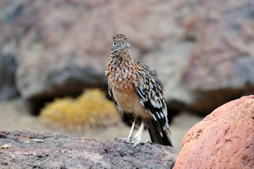 Roadrunner