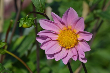 Pink flower