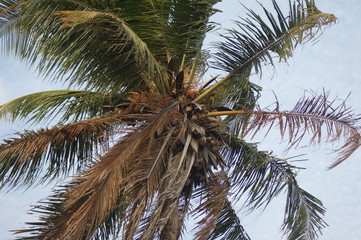 coconut tree
