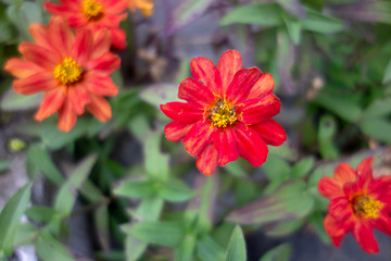 屋外に咲いた赤いジニアの花