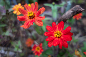 屋外に咲いた赤いジニアの花