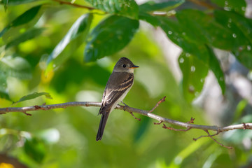 Eastern Wood-pewee Perched in a Tree