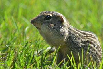 Chipmunk
