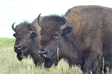 Bison