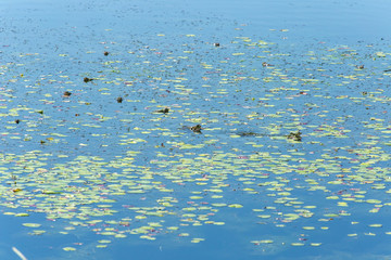 (Versteckte) Kröten im Wasser
