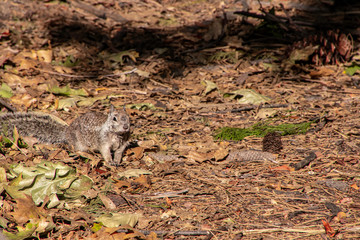 Yosemite Squirrel