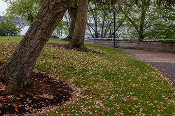 trees and foot path leading along the edge of a blue lake in fall