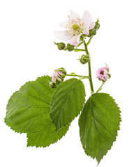 Flowers of blackberry, lat. Rubus fruticosus, isolated on white background