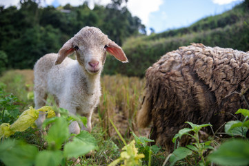 Naklejka premium Sheep farm in the Sacred Valley, Mae Hong Son, Thailand
