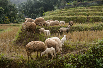Obraz na płótnie Canvas Sheep farm in the Sacred Valley, Mae Hong Son, Thailand