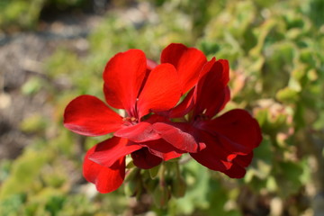 red flower