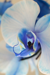 blue orchid macro © Michael