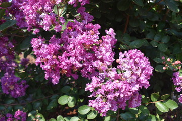 Fototapeta premium purple flower