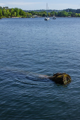 Fototapeta premium pile of striped turtles laying on a waterlogged tree trunk