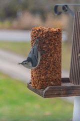 Fototapeta premium Nuthatch bird on feeder with seed in beak