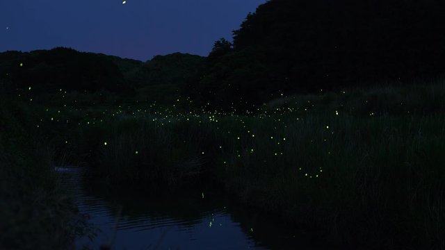蛍 の 乱舞　ホタル の 群　There are a lot of fireflies dancing in the summer.