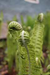 fresh twisted leaves of wild forest plant fern bloom in spring