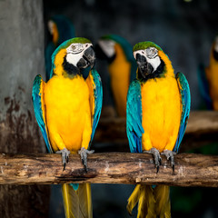 Colorful macaw on branch