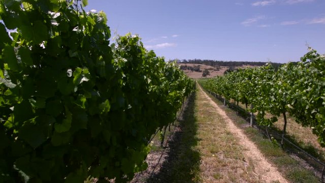 Grapevines in rows