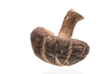 Shiitake mushrooms isolated on the white background.