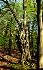 tree in the forest