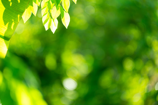 Green blurred background. Green bokeh out of focus foliage background.
