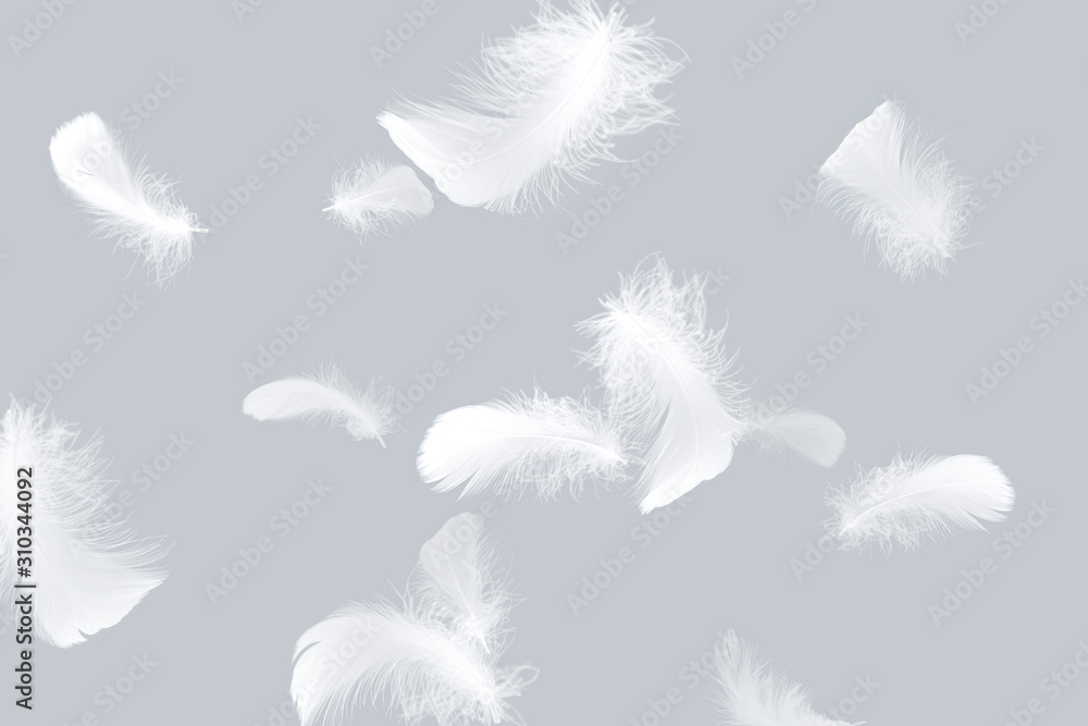 Wall mural soft white feathers floating in the air