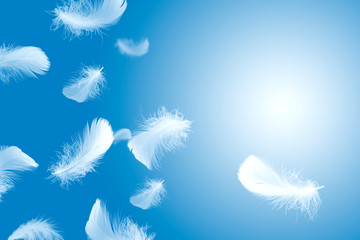 Soft white feathers floating in the air, on a blue background