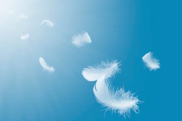 Soft white feathers floating in the air, on a blue background