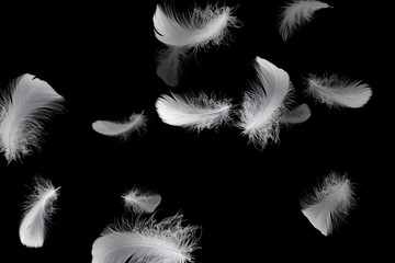 Soft white feather  floating in the dark, black background