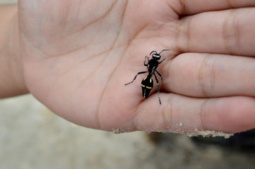 beetle in hand