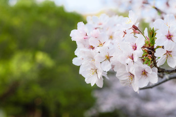桜の花
