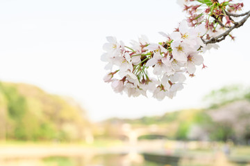 桜の花