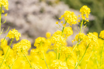 Obraz premium 菜の花