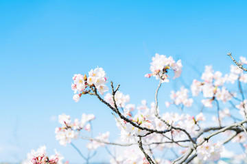 桜の花