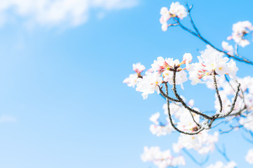 桜の花