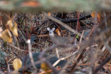 Alert whitetail deer in the woods